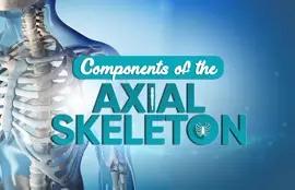 Components of the Axial Skeleton