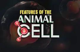 Features of the Animal Cell