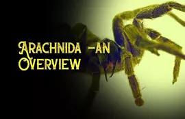 Arachnida -an Overview