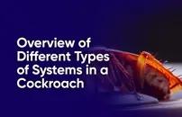 Overview of Different Types of Systems in a Cockroach