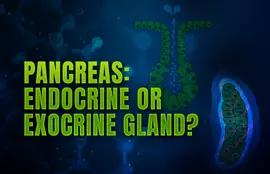 Exocrine Glands and Endocrine Glands