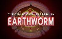 Circulatory System in Earthworm