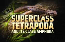 Superclass Tetrapoda and Its Class Amphibia