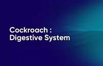 Cockroach : Digestive system
