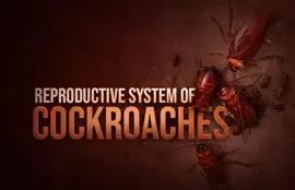 Reproductive System of Cockroaches