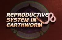 Reproductive System in Earthworm