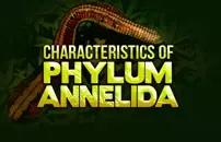 Characteristics of Phylum Annelida