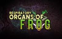 Respiratory Organs of Frog