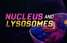 Nucleus and Lysosomes