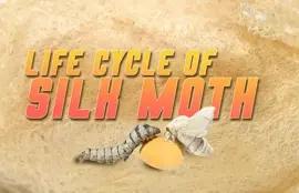 Life Cycle of Silk Moth