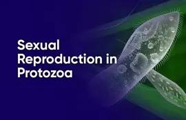 Sexual Reproduction in Protozoa
