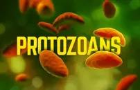 Protozoans