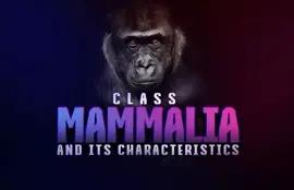 Class Mammalia and Its Characteristics