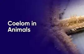 Coelom in Animals