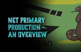 What Affects Net Primary Productivity?